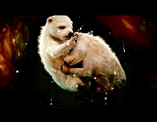 bear-animal-babies-in-the-womb