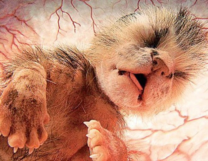cat-animal-babies-in-the-womb
