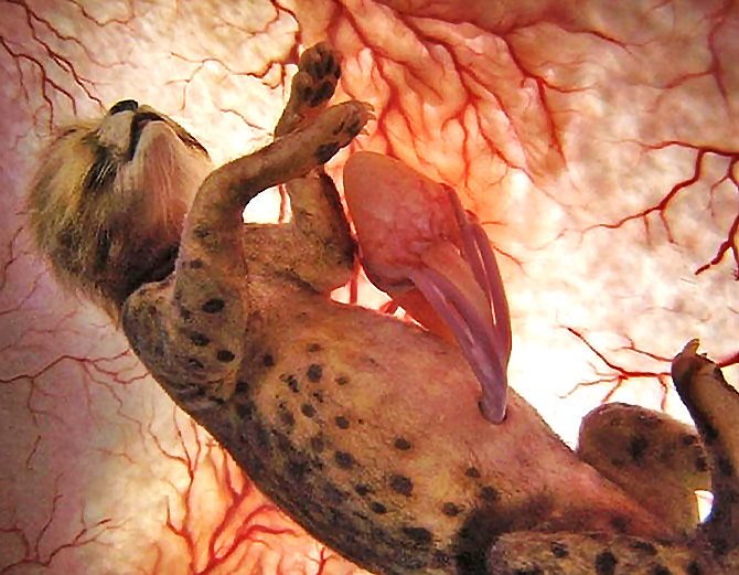 cheeta-animal-babies-in-the-womb