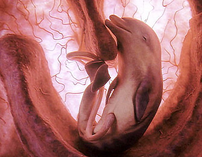 dalfin-animal-babies-in-the-womb