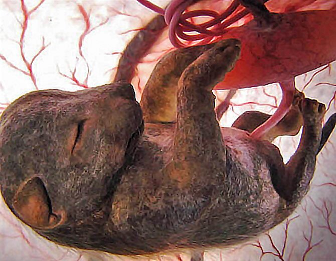 dog-animal-babies-in-the-womb