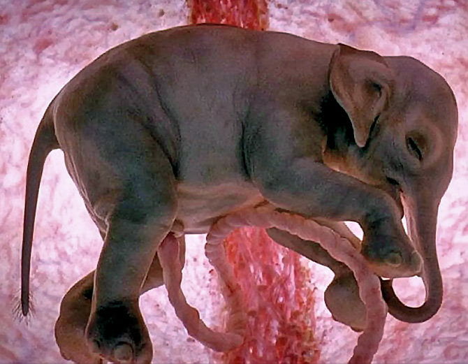 elephant-animal-babies-in-the-womb