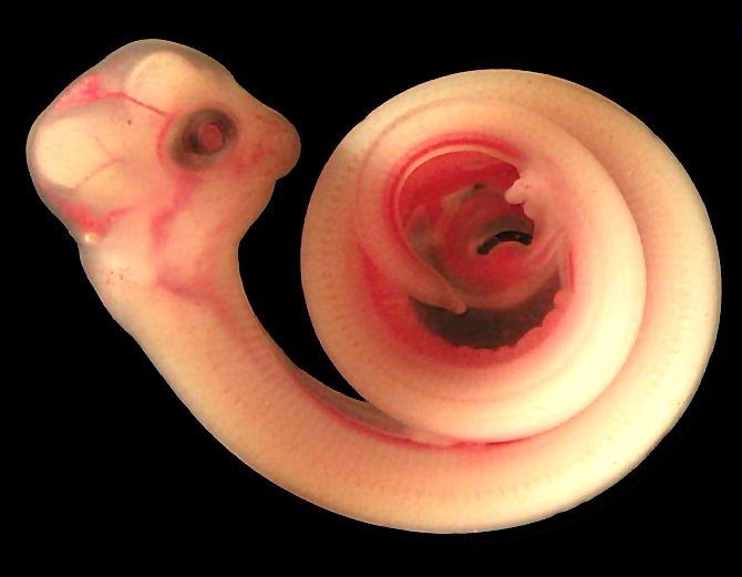 snake-animal-babies-in-the-womb