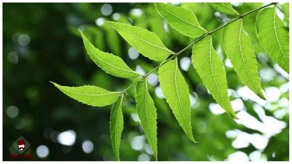 Home Remedy to Remove Dandruff in Hindi