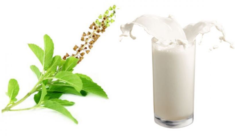 Importance of Tulsi milk