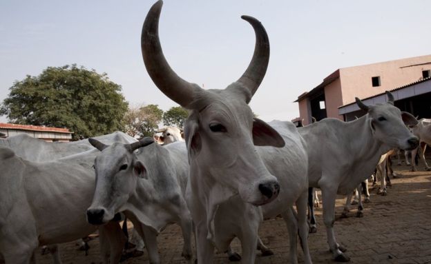 research on cow about hiv aids