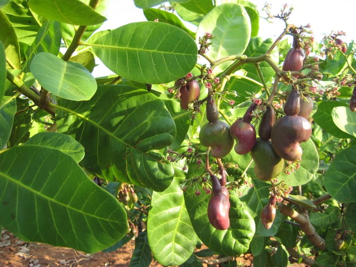 cheapest rate of cashew