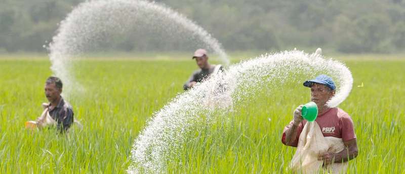 Urea and dap