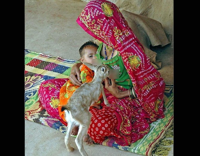 bishnoi-tribe-women-breastfeed-deer-like-mother