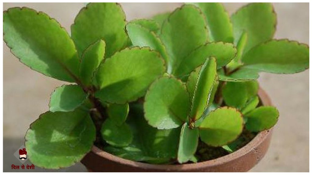 Home remedy and Ayurvedic Treatments of Kidney Stone (Pathri) in Hindi