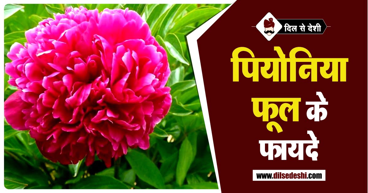 Benefits of Paeonia Flower in Hindi